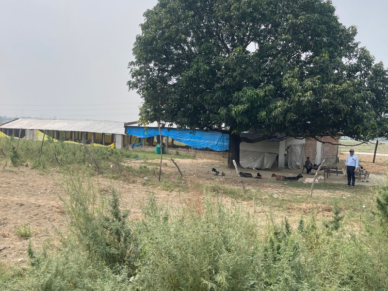 35 Days Auction Notice of Mahek Poultry