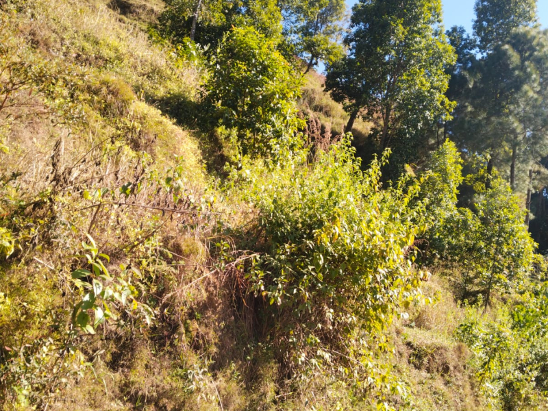 35 Days Auction Notice -Thapa Kirana Pasal